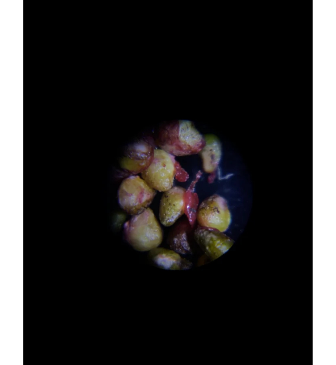 Zoomix | Mini Mikroskop