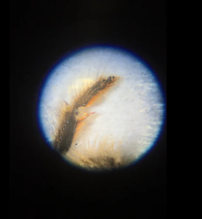 Zoomix | Mini Mikroskop